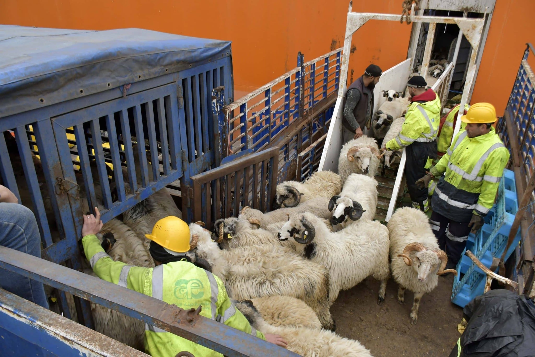 New shipment of imported sheep arrives at the Port of Algiers