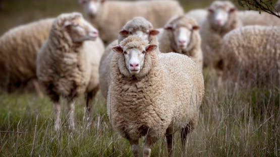 14,800 Sheep Arrive at Annaba Port from Romania in Tebboune’s Million-Head Livestock Import Drive