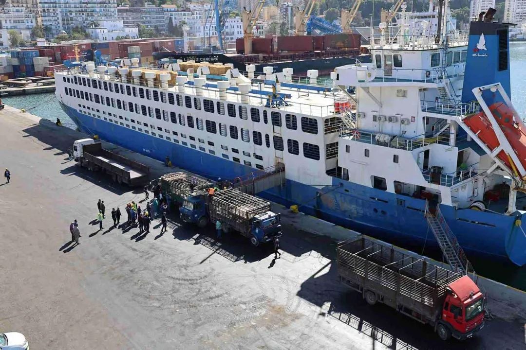 Algeria Receives 13,800 Sheep from Romania Ahead of Eid al-Adha