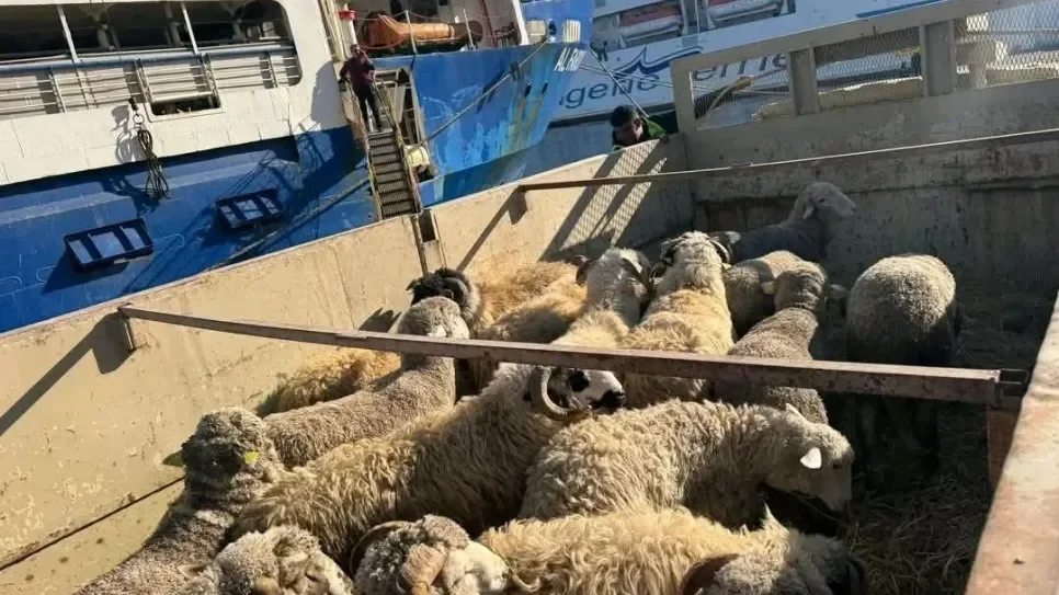 Over 17,000 imported sheep arrive in Oran