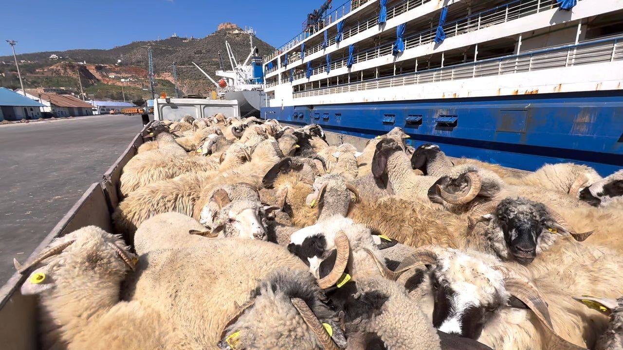 Oran: Arrival of a New Shipment of Imported Sheep
