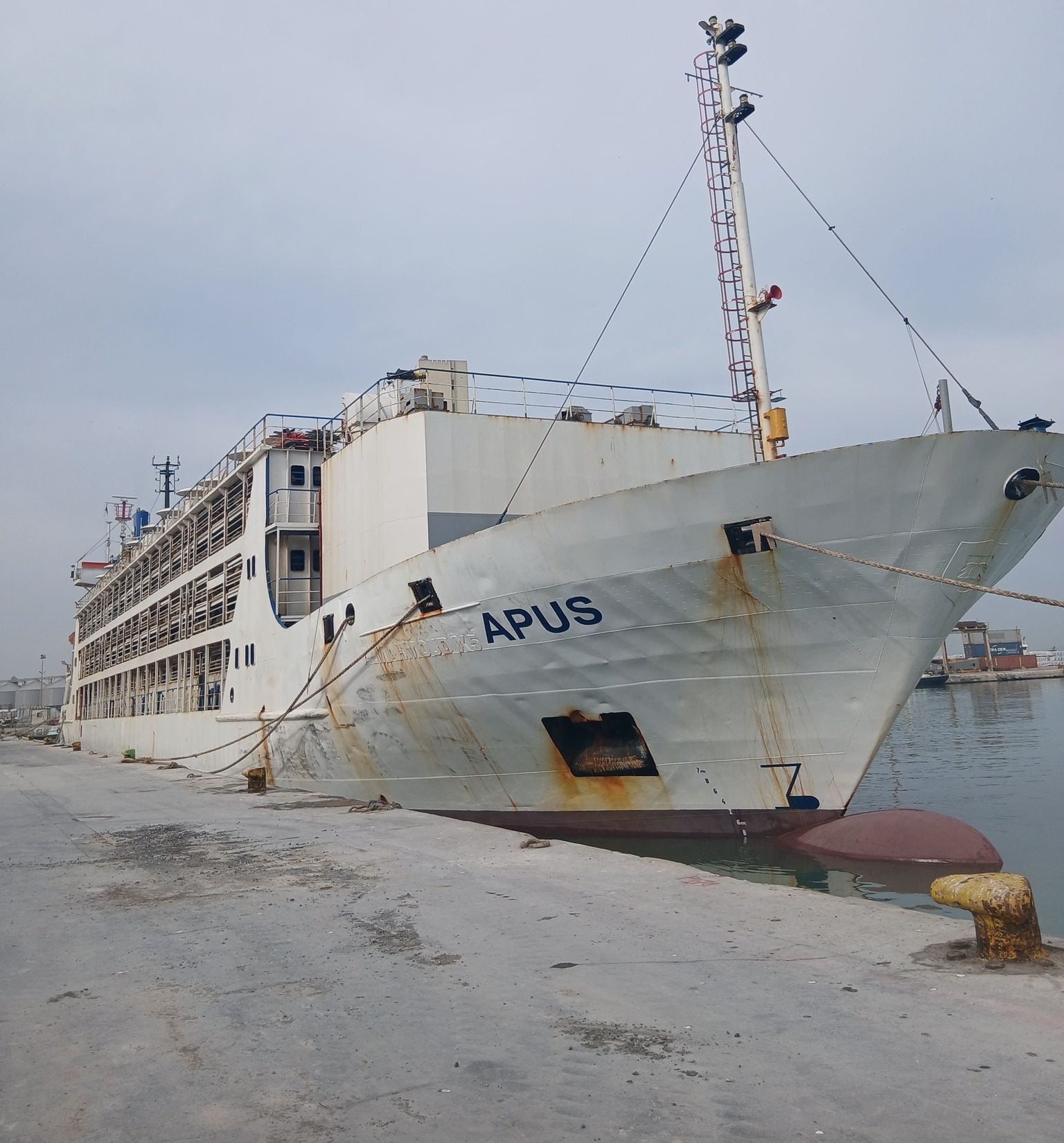 Arrival of a new shipment of imported sheep