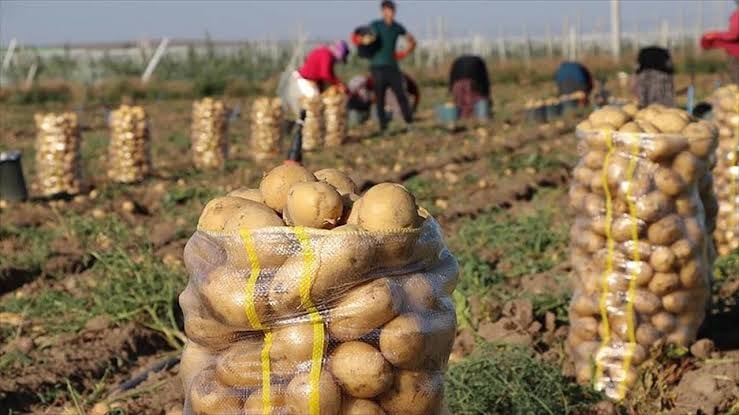 Relizane Province Eyes 131,250 Quintals of Seasonal Potato Harvest in 2025-2026