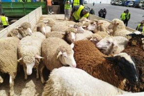 Algeria Receives Over 36,000 Imported Sheep at Oran Port Ahead of Eid al-Adha