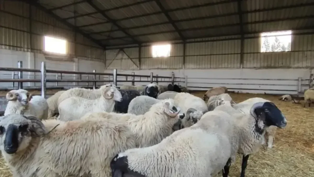 Algeria Unveils Next Steps for Online Eid Sacrifice Purchasing Platform