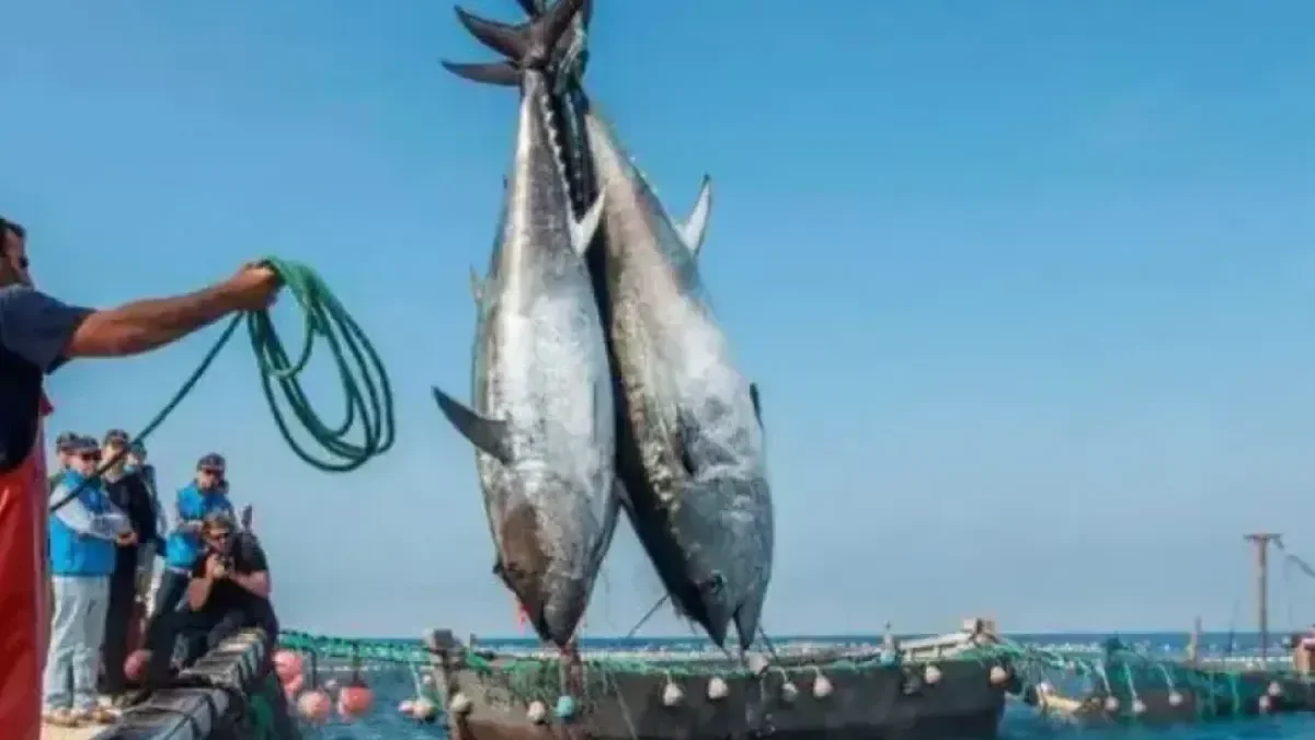 Algeria Launches Red Tuna Fishing Campaign With Fleet of 41 Vessels
