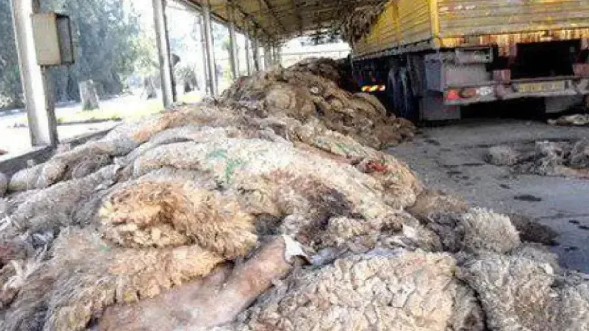 Algeria Launches National Campaign to Recycle Eid Al-Adha Hides for Local Industry