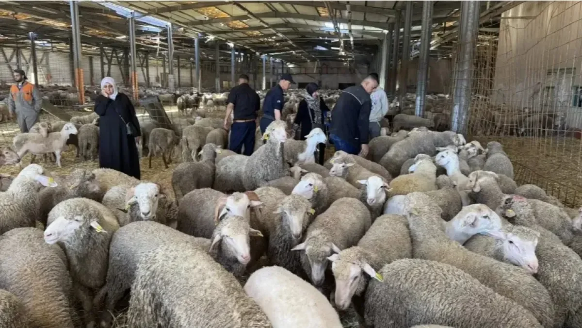 Algeria Reopens ‘Adahi’ Platform Across Multiple Wilayas as Imported Livestock Reaches One Million Head