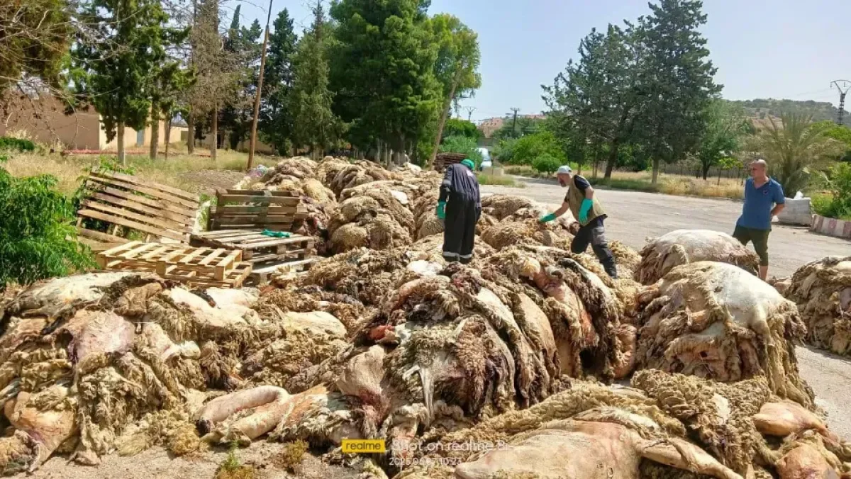 Algeria’s Eid Hides Campaign Enters 7th Year, Boosting National Leather Industry