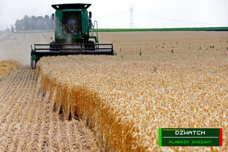 Algeria’s Tlemcen Projects Robust Grain Harvest of Nearly 1 Million Quintals