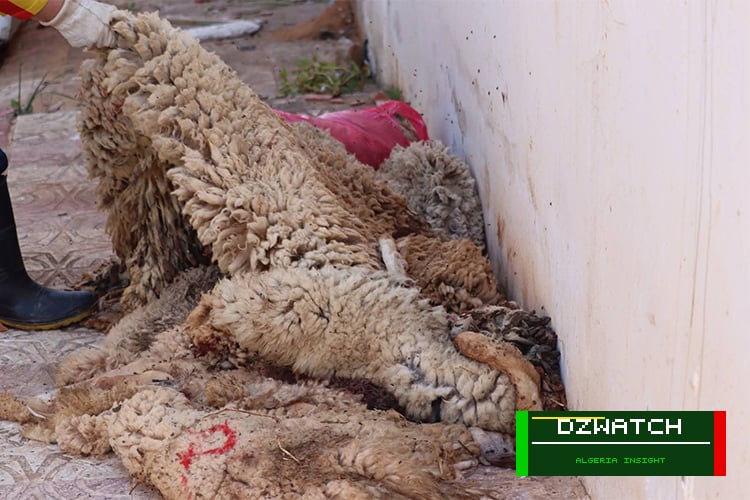 Algeria Harnesses Eid Sacrificial Hides, Transforming Religious Ritual into Industrial Wealth