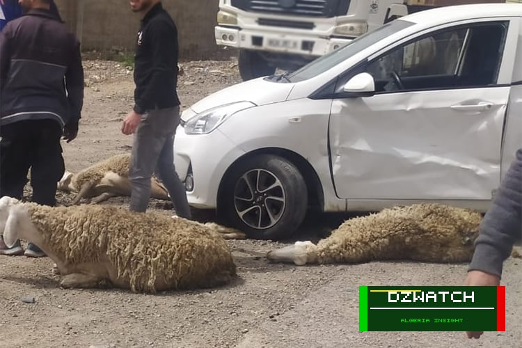 Algeria Intensifies Focus on Road Safety Amid Rising Wildlife and Livestock Collisions