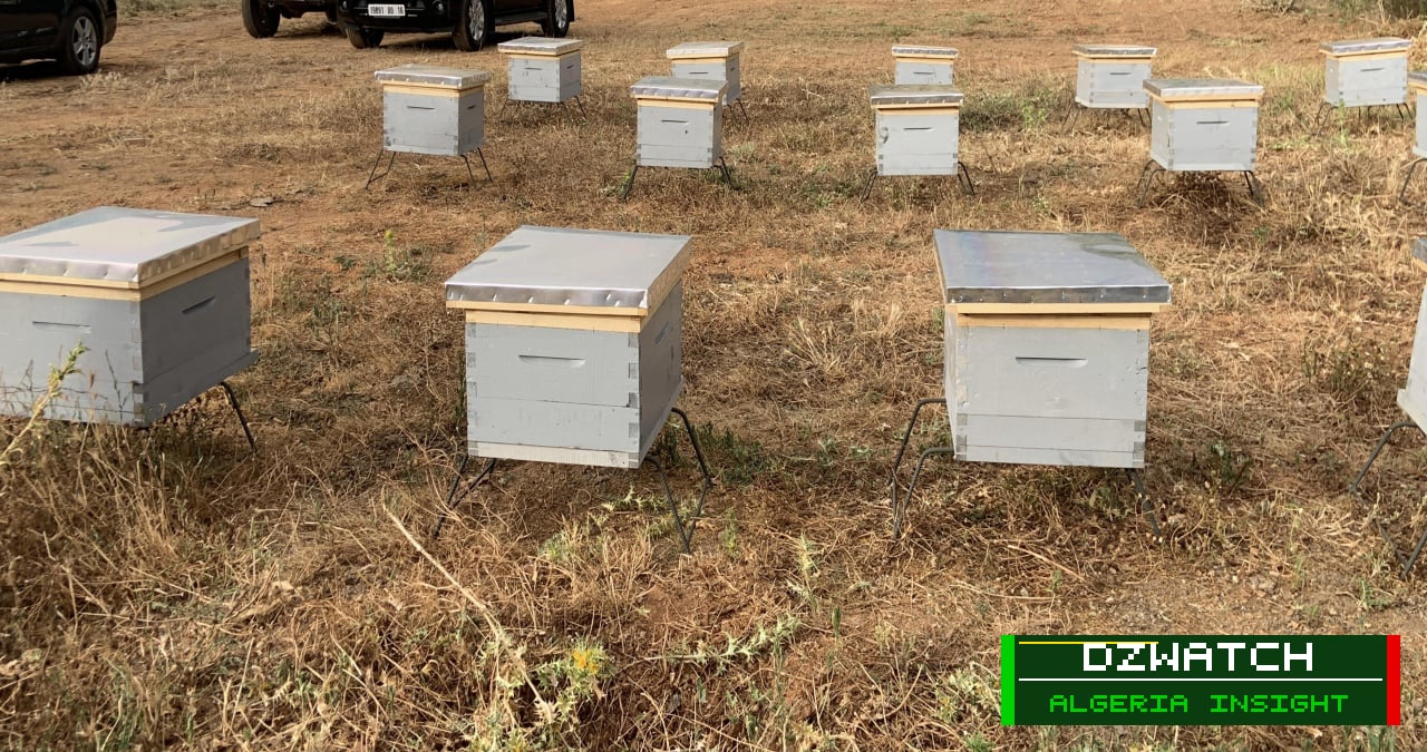 Tizi Ouzou Empowers Rural Women with Over 1,100 Beehives to Boost Income and Beekeeping Sector