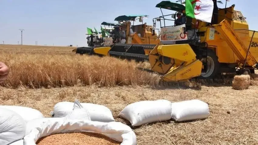 Relizane Province Records 1.05 Million Quintals Cereal Harvest
