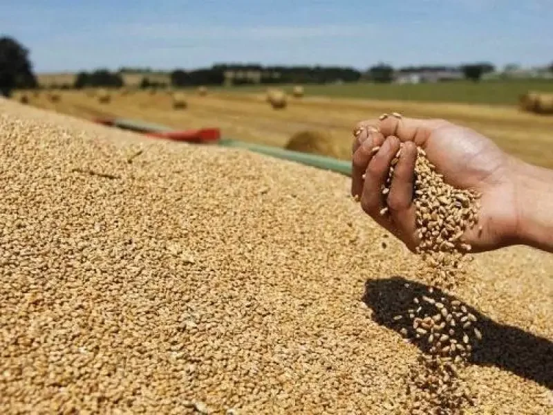 Médéa Wilaya Achieves Record Cereal Output Exceeding 1.37 Million Quintals
