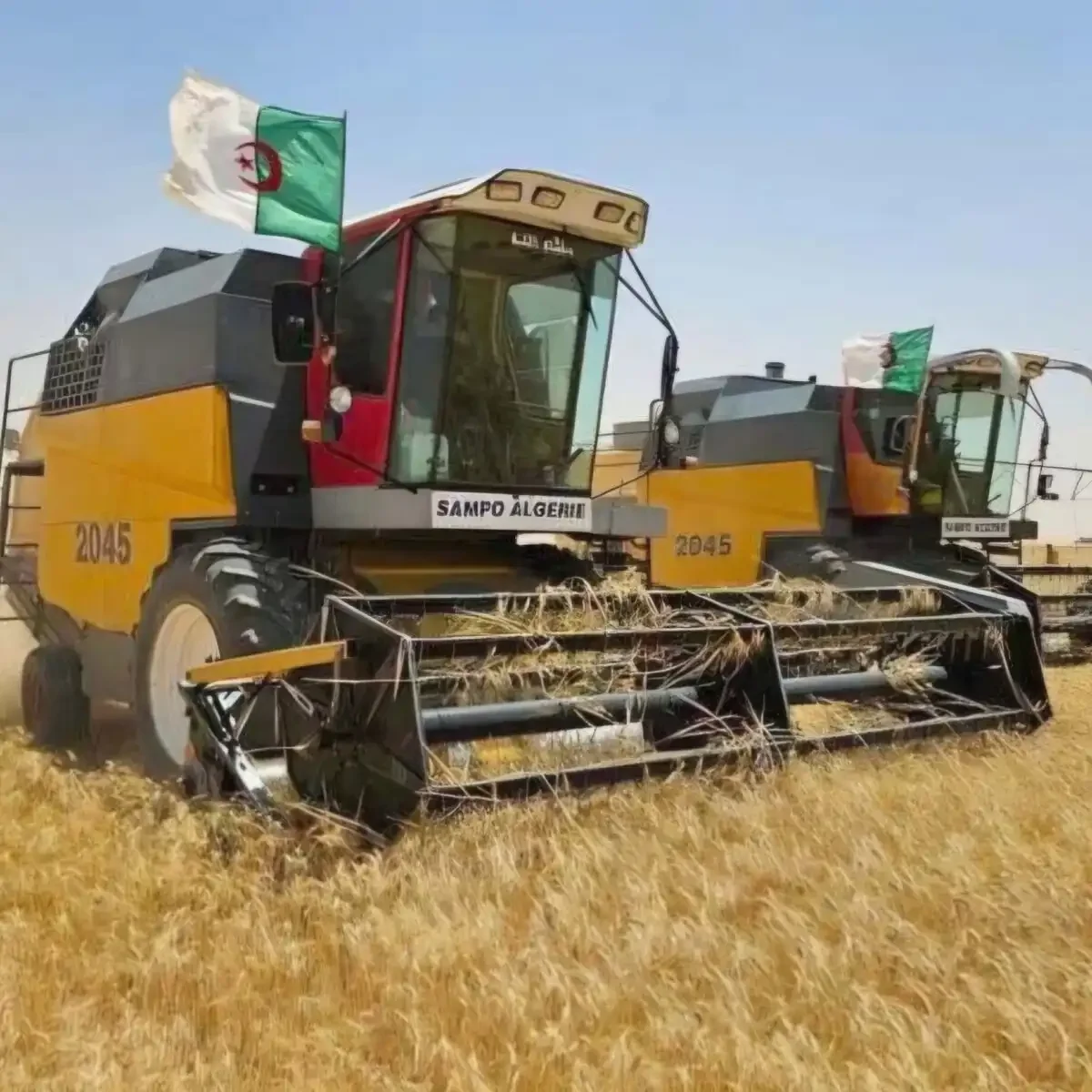 Record Cereal Harvest Positions Algeria for Self-Sufficiency