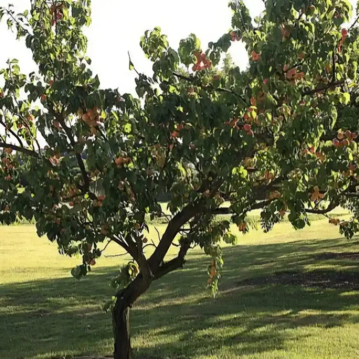 Apricot Production Surpasses 200,000 Tonnes, Securing World's Fifth Rank
