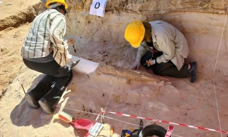 Tighennif Site Yields 2.35-Meter Prehistoric Elephant Tusk