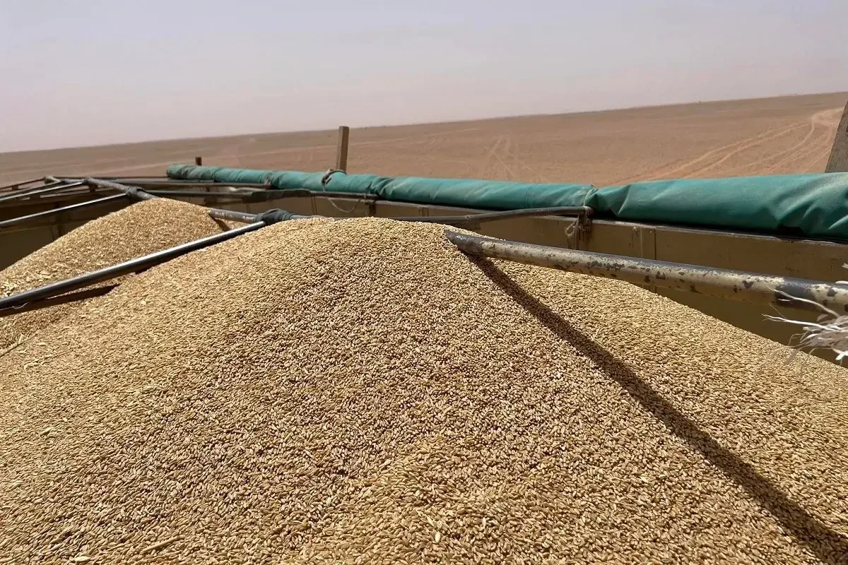 Tissemsilt Doubles Cereal Output to 516,400 Quintals
