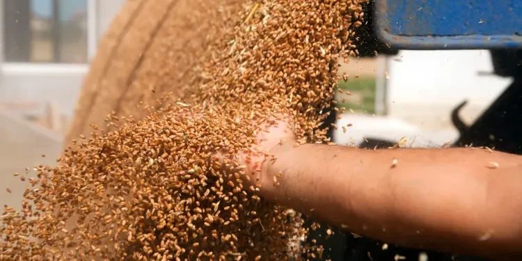 Relizane Province Achieves 1.05 Million Quintals in Cereal Harvest