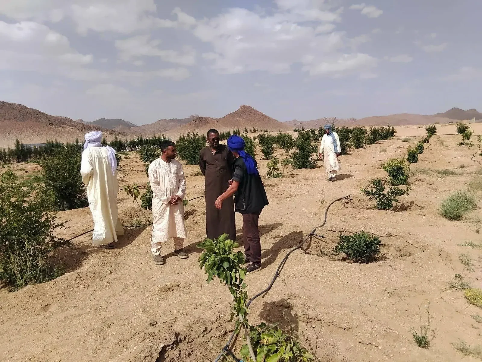 Tazrouk Agriculture Sees Promising Fruit Tree Development, Youth Interest