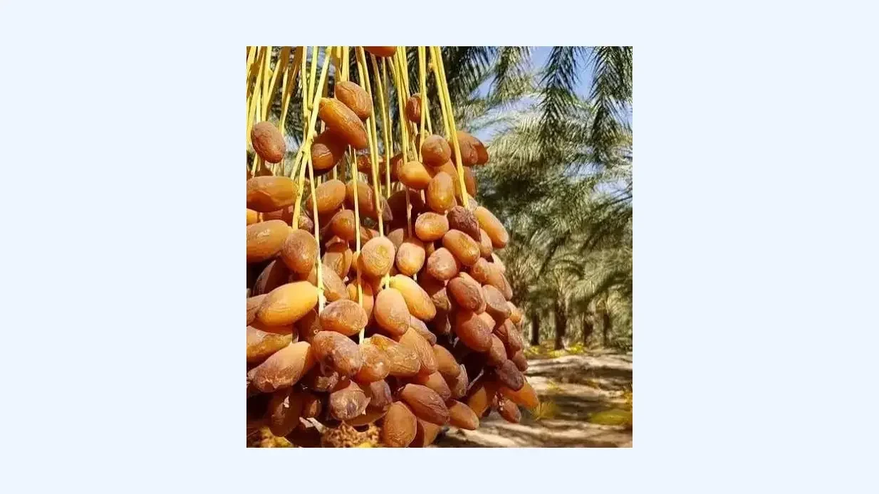 Date Production in Biskra Set to Exceed 4.1 Million Quintals
