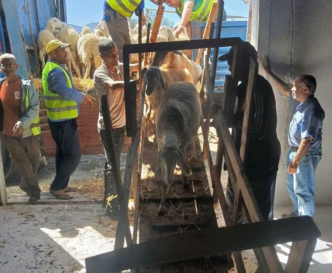 Skikda Farmers Receive Livestock Aid for Fire Recovery