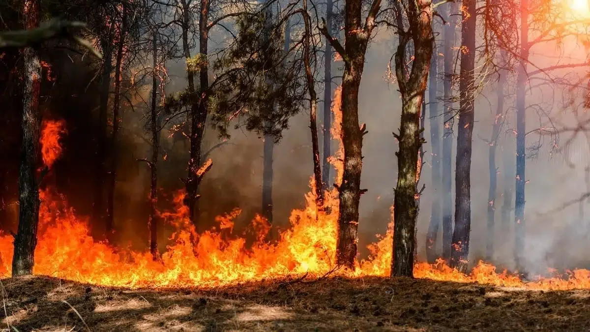 Wildfire Victims in Algeria Receive Substantial French Diaspora Support