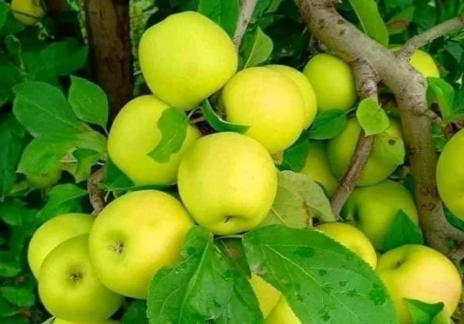 Aflou, Laghouat Wilayas Harvest Over 12,000 Quintals of Apples