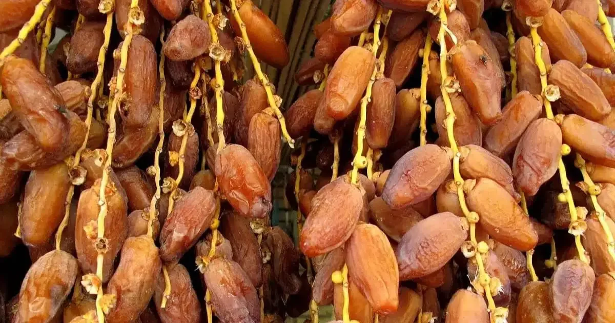 Date Exports Propel Algeria to African Leadership in 2025