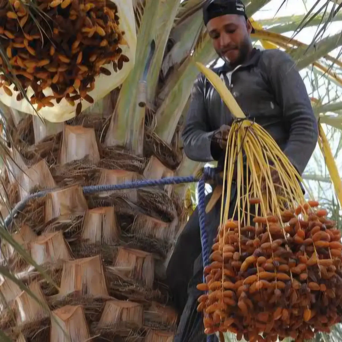 Deglet Nour Production Surges to Record Highs in Biskra