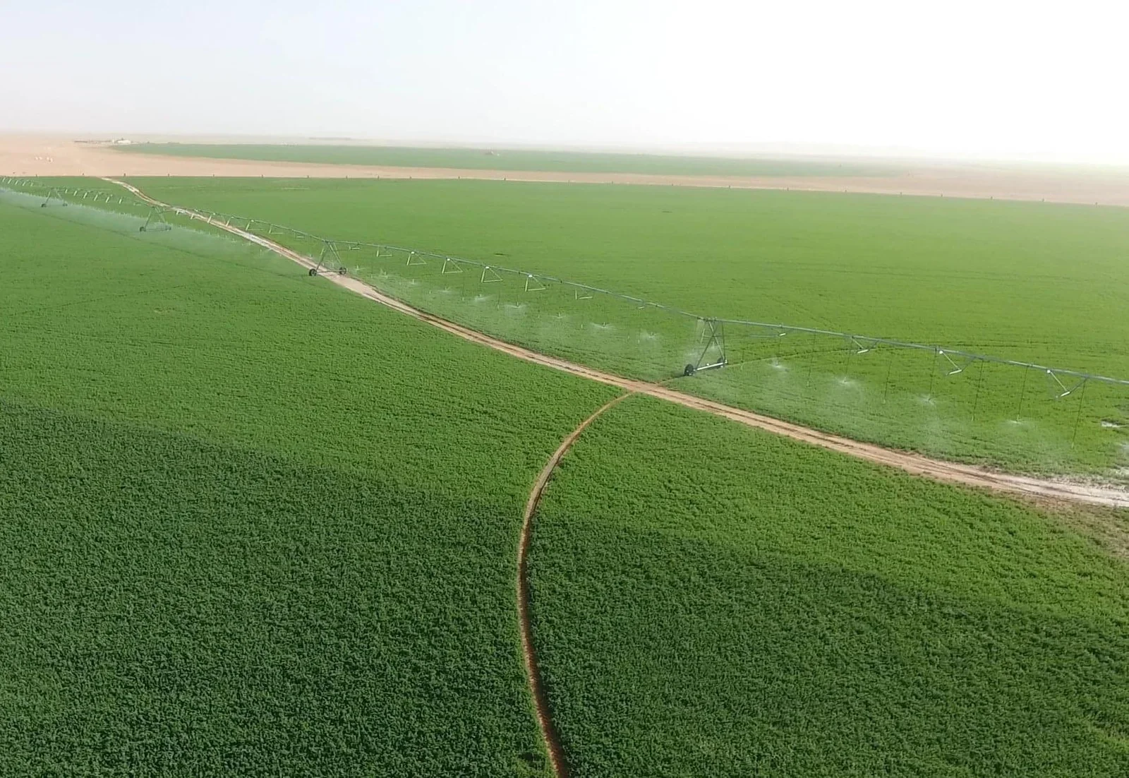 BF El Djazair Begins Second Timimoun Wheat Campaign