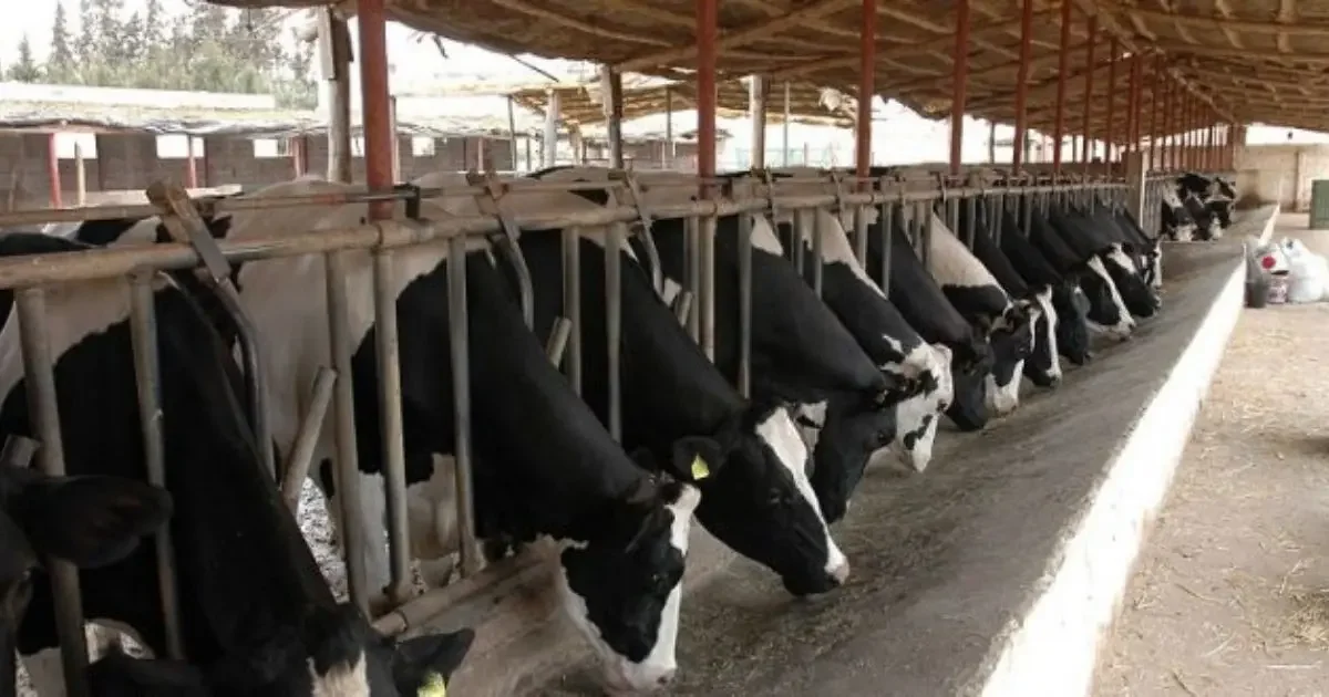 Baladna Algeria Prepares November 2026 Arrival of 30,000 US Dairy Cows