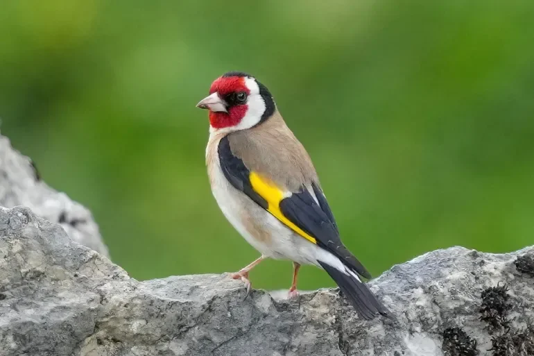 Conservation Strategy Informed by Algerian Chardonneret Study