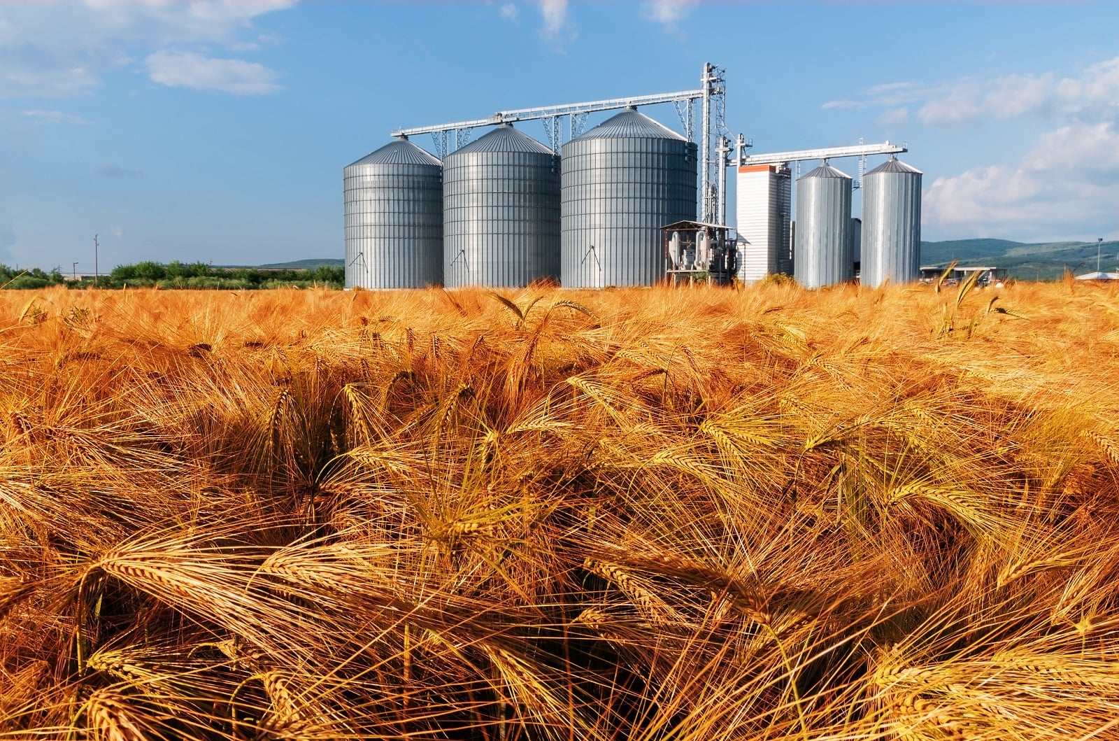Economic Expert Stresses Agricultural Storage for Market Stability