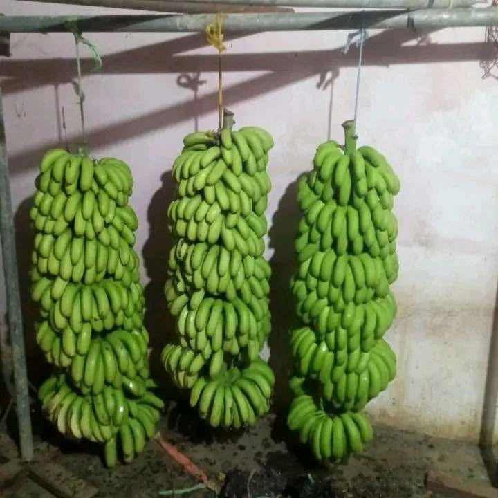 Greenhouse Banana Farming Potential Seen in Jijel