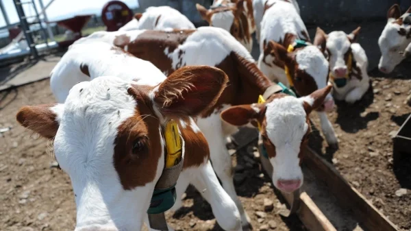Ministry Launches Animal Production Research Network for Food Security