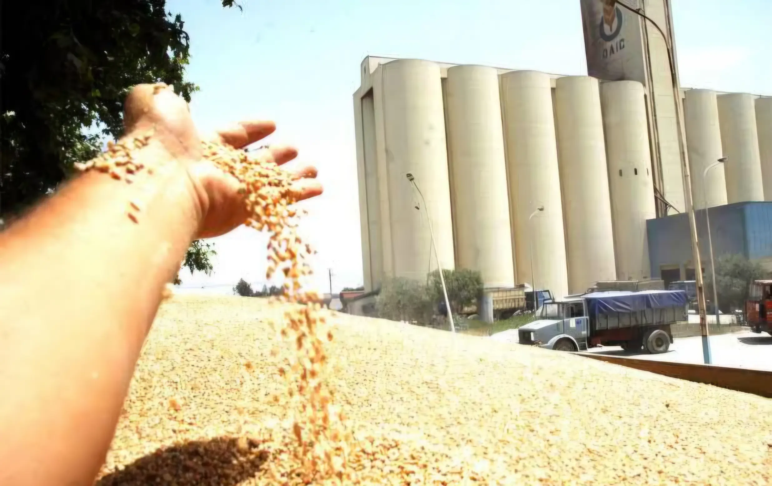 OAIC Resumes Global Soft Wheat Purchases for Food Security