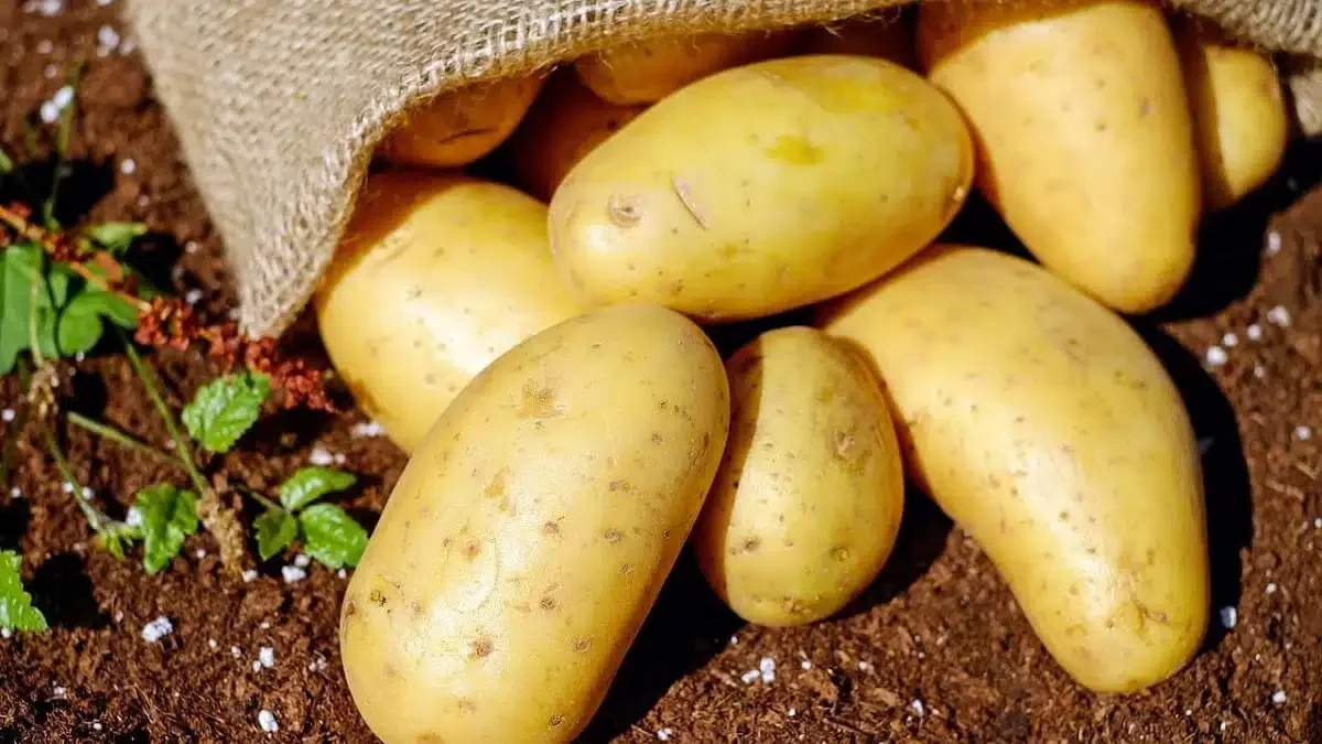 Potato Prices Capped at 80-90 Dinars by Authorities