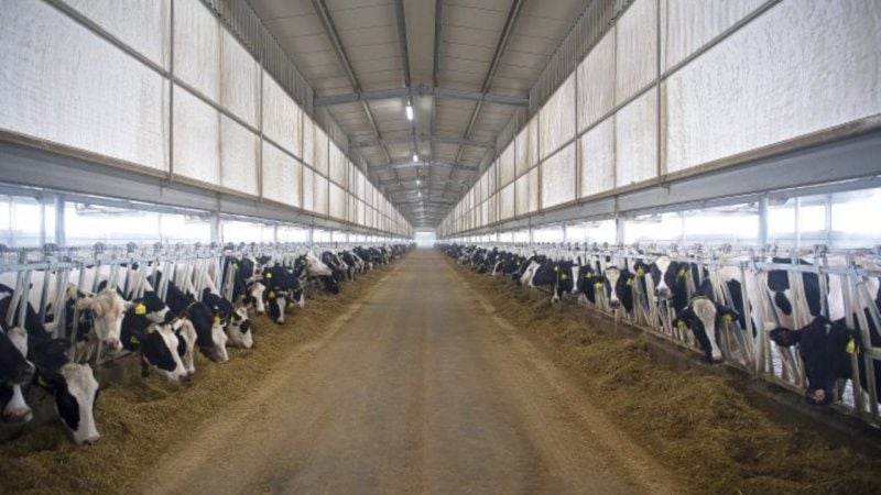 Joint Venture to Meet Half of Algeria's Powdered Milk Demand