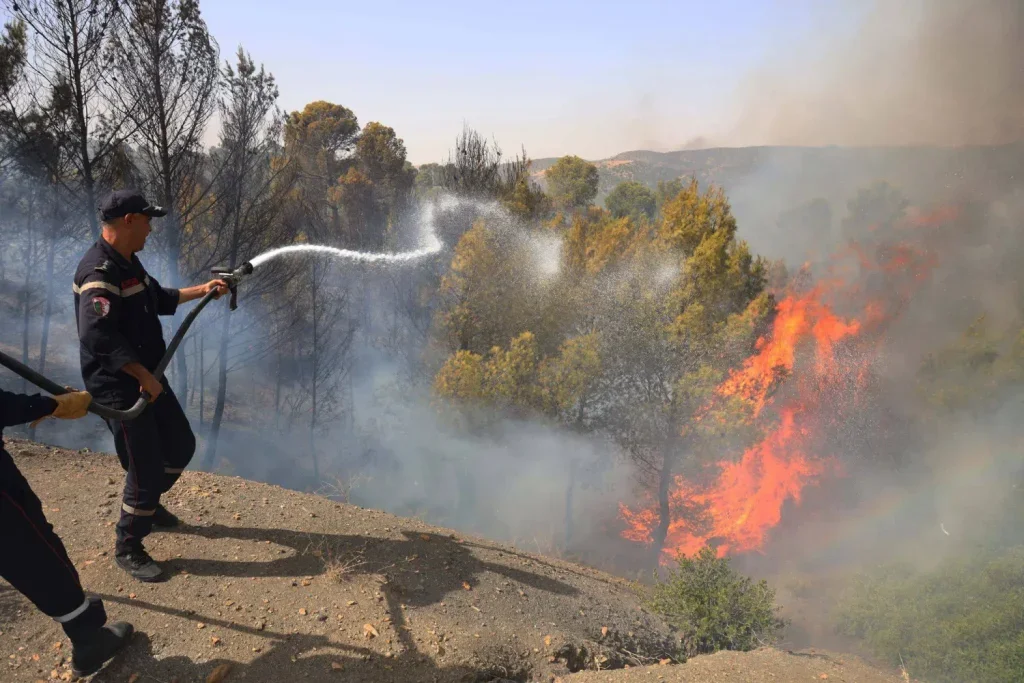 "Amir Dz" Network's Forest Fire Plots Exposed by Defense Ministry