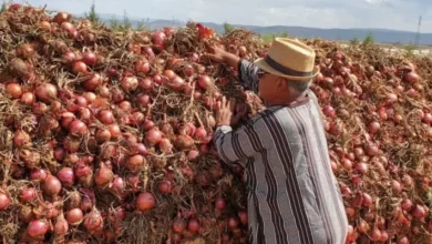 Algerian Onion Exports