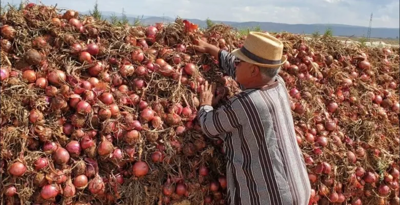 Algerian Onion Exports