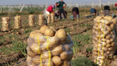 Algeria's potato supply