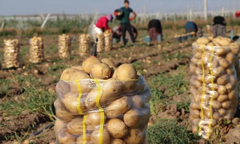 Algeria's potato supply