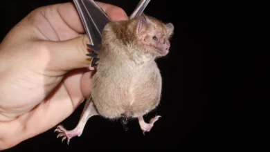 Vampire Bats Climate Change Americas