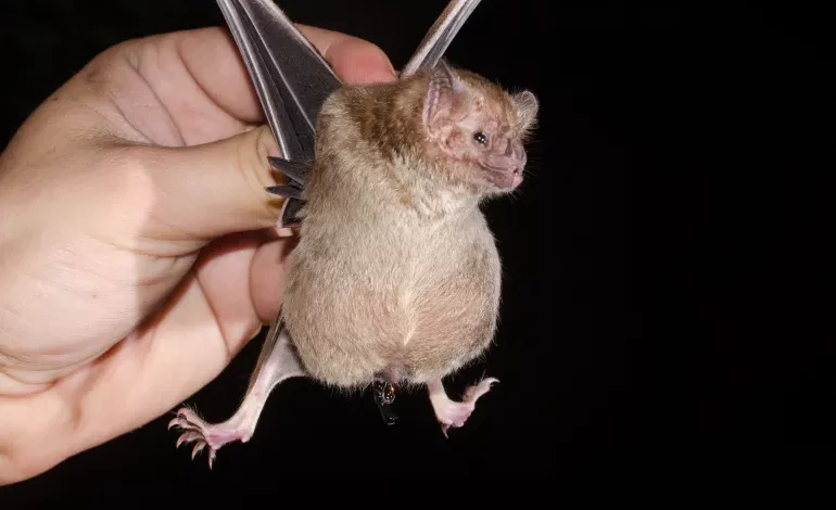 Vampire Bats Climate Change Americas