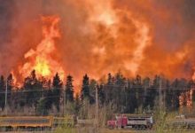New Monitoring Devices Prevent Wildfire Recurrence in Algeria
