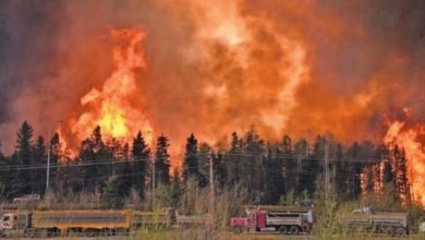 New Monitoring Devices Prevent Wildfire Recurrence in Algeria