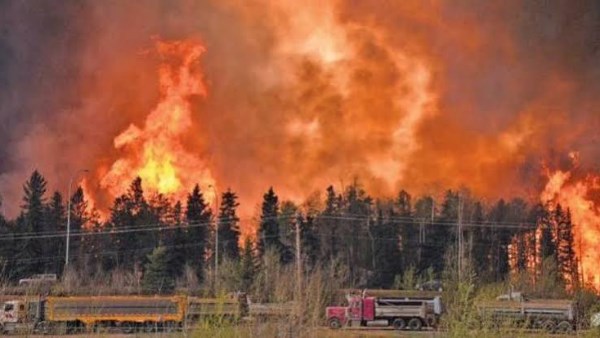 New Monitoring Devices Prevent Wildfire Recurrence in Algeria